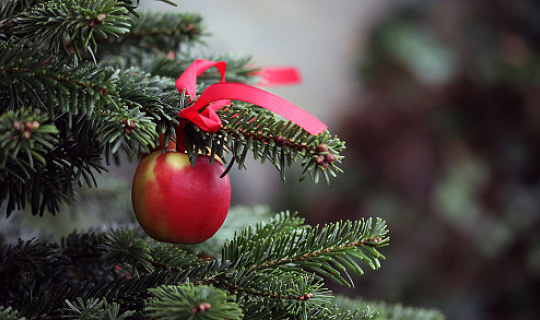 Juletræ med æble